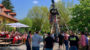 Feierliches Maibaum-Stellen